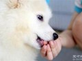梦见被狗狗咬(梦见狗狗咬着我的衣服不放)