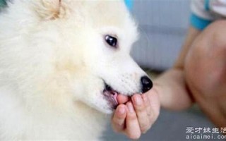 梦见被狗狗咬(梦见狗狗咬出血什么预兆)