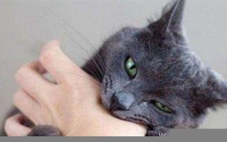 梦见猫咬我(梦见猫咬我是什么意思)
