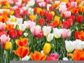 4月10日(1985年4月10日)