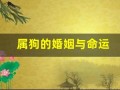 属狗的婚姻与命运(属狗的婚姻一生怎么样)