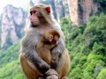属猴和什么属相最配、相克(属猴和什么属相最配)