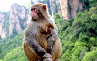 属猴和什么属相最配、相克(属猴和什么属相最配婚姻最佳)
