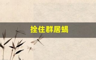 拴住群居蝎(魔兽世界拴住群居蝎)