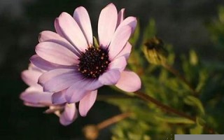 6月12日(6月12日是什么星座)