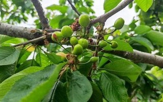 4月初8(4月初8出生的人怎么样) 4月初8(4月初8出生的人怎么样)