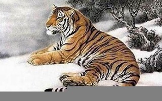 属虎今年几岁了(属虎今年几岁了2023年)