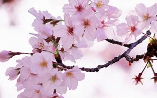 3月27(3月27日生日是什么星座)