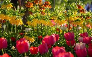 4月4日(4月4日出生的人是什么命)