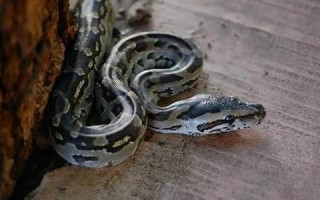 梦见蟒蛇追我(梦见蟒蛇追我最后摆脱了什么预兆)