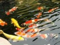 周公解梦梦见鱼(周公解梦梦见鱼咬人)