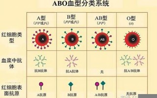 血型分析(血型分析ABO+RH)