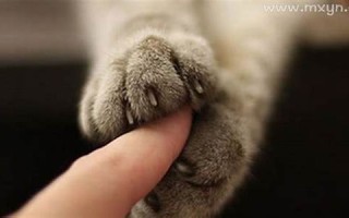 梦见被猫挠(梦见被猫挠坏了怎么回事)