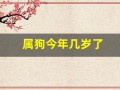 属狗今年几岁了(属狗今年几岁了2023年出生)