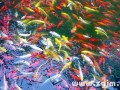梦见许多鱼(梦见抓到很多鱼周公解梦)