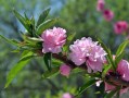 梦见观音菩萨(梦见观音菩萨是什么预兆)