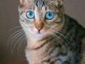 梦见猫(赶都赶不走)