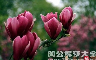 梦见各种花(梦见各种花是什么预兆)