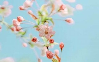 11月18日是什么星座(11月17日是什么星座)