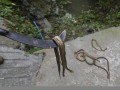 梦见打死蛇(梦见打死蛇吃蛇肉是什么意思)