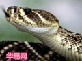 梦见蛇被打死(梦见蛇又把蛇打死了是什么意思)