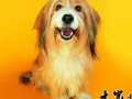 属狗2018年运势及运程(属狗2018年的运势)
