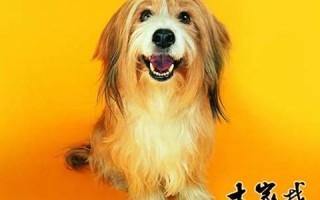 属狗2018年运势及运程(属狗2018年运势及运程每月运程狗)