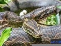 梦见大蛇是什么预兆(男人梦见大蛇是什么预兆)