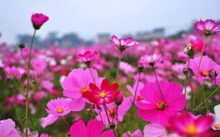 周公解梦 梦见花(周公解梦梦见花蛇是什么意思)