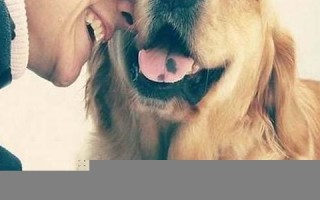 和狗狗(和狗狗一起的文案)