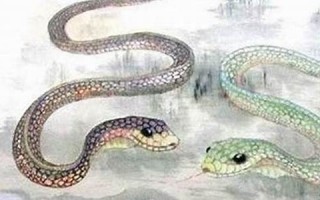 属蛇的命运(2025年属蛇的命运)