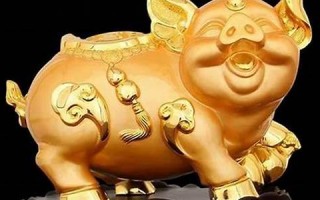 属猪(属猪三合和三冲属相)