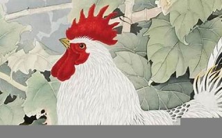 属鸡人2013年运势(属鸡人2013年运势运程)