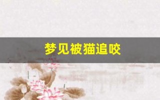 梦见被猫追咬(梦见被猫追咬是什么意思)