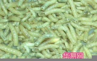 梦见蛆虫(梦见蛆虫很多是什么意思)