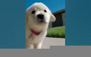 做梦梦见狗(做梦梦见狗是好事还是坏事)