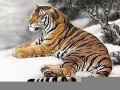 属虎(属虎的和什么属相最配、相克)
