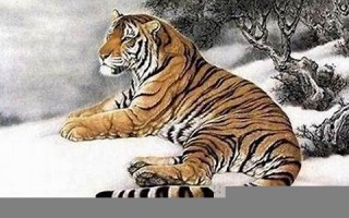 属虎(属虎的五行属什么)