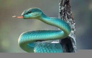 梦见蛇是什么预兆 女性(梦见青蛇是什么预兆 女性)
