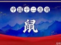 属鼠人出生月的命运(属鼠人出生月的命运如何)