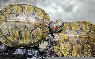 梦见乌龟是什么意思(怀孕梦见乌龟是什么意思)
