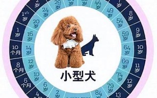 狗年龄(狗年龄相当于人多少岁)