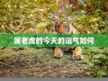 属虎今日运势(属狗今日运势)