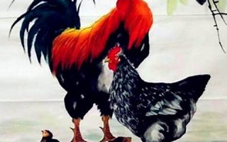 2022年属鸡人的全年运势(2022年属鸡人全年运势1978)