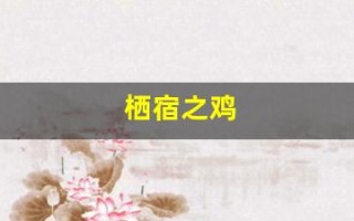 栖宿之鸡(栖宿之鸡为什么住别人家)