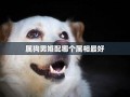 属狗男最佳婚配(属狗男最佳婚配表生肖)