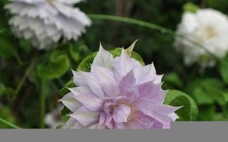 2011年8月18日(2011年8月18日出生的人)