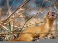 梦见黄鼠狼(梦见黄鼠狼是什么预兆)