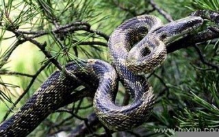 梦见蛇是什么意思 周公解梦(梦见很多蛇是什么意思 周公解梦)