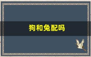 狗和兔配吗(狗和兔属相能配夫妻吗)